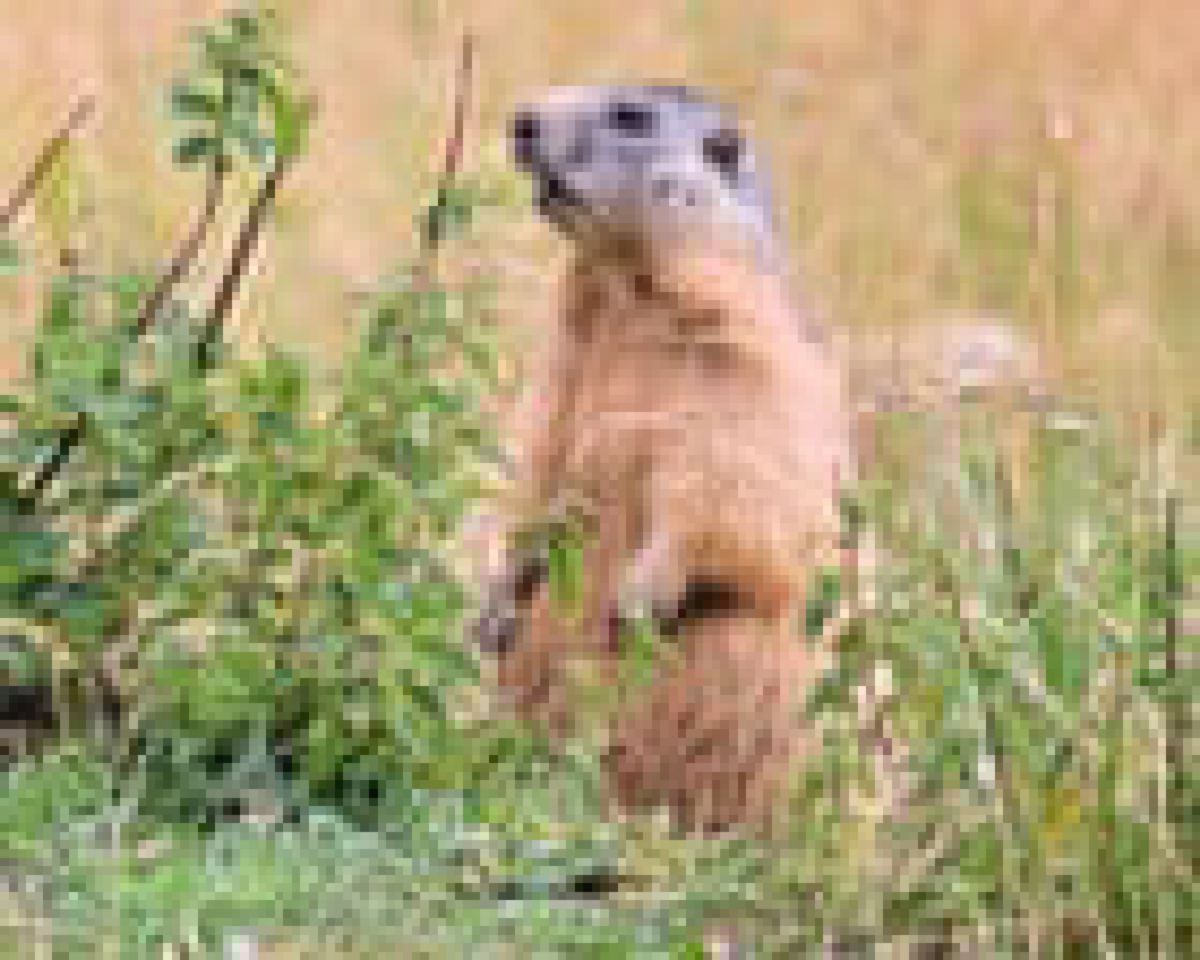 Aktivis Hewan Desak Prancis Larang Perburuan Marmot Alpen